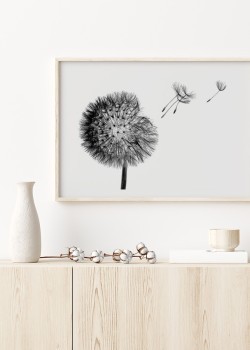 Μαύρη πικραλίδα