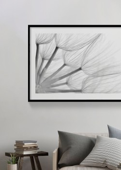 Πικραλίδα σε λευκό & γκρι