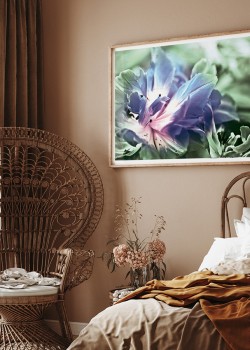 Ανθισμένη τουλίπα