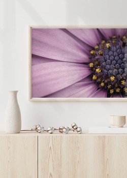 Λουλούδι αστέρας