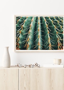 Αγκάθια κάκτου