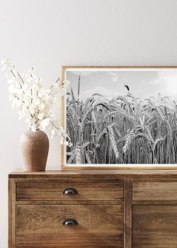 Στάχυα σε ασπρόμαυρο φόντο