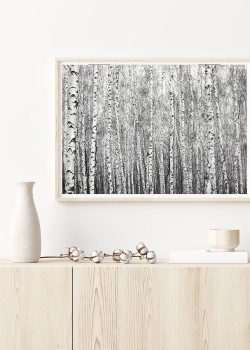 Δάσος με λεύκες