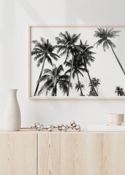 Φοίνικες σε σκούρο φόντο