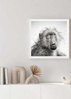 Μπαμπουίνος