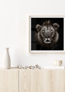 Lion photography