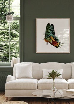 Πολύχρωμη πεταλούδα