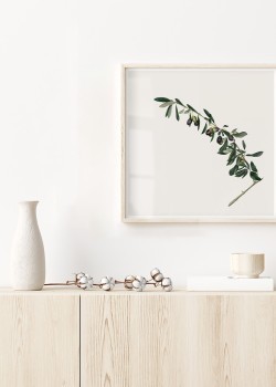 Κλαδί ελιάς