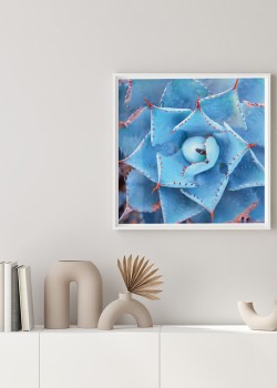 Κακτοειδές Φυτό