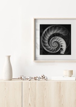 Κοχύλι Ναυτίλος