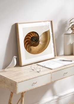 Χρυσή αναλογία σε κέλυφος