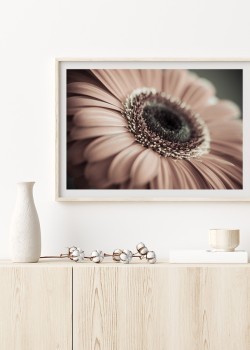 Κοντινή λήψη μαργαρίτας