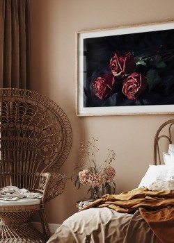 Κόκκινα τριαντάφυλλα