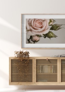 Τριαντάφυλλο με μπουμπούκια