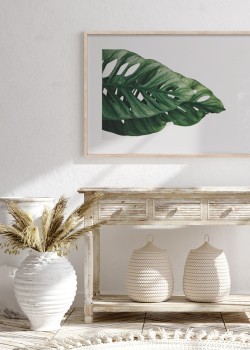 Πράσινο φύλλο monstera
