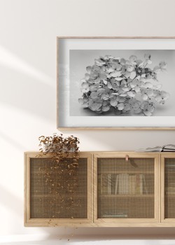 Ασπρόμαυρη Ορτανσία