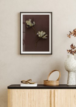 Ξερά λευκά λουλούδια