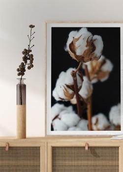 Λουλούδια βαμβακιού