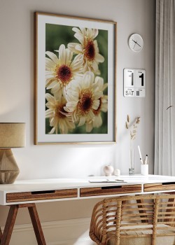 Μπεζ χρυσάνθεμα