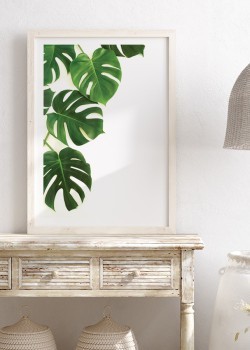 Πράσινα φύλλα monstera