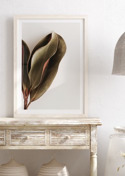 Φύλλο μανόλιας