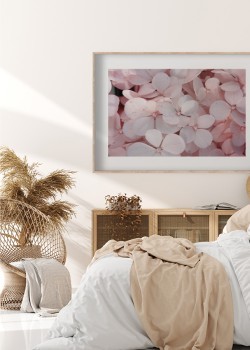 Ανθισμένη ορτανσία