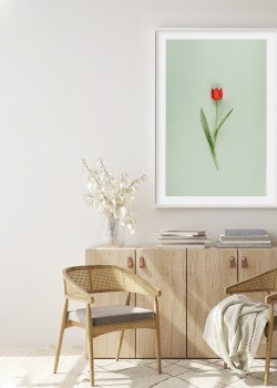 Κόκκινη τουλίπα