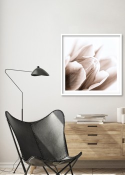 Λευκή τουλίπα