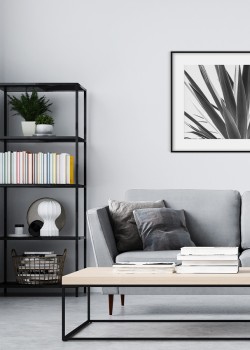 Φυτό αγαύης