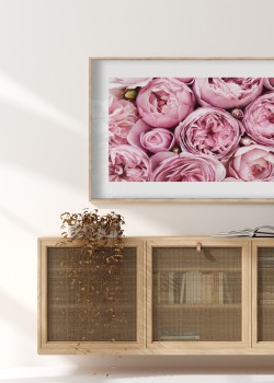 Ανθισμένα ροζ τριαντάφυλλα