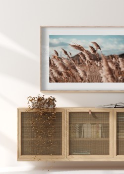 Λιβάδι με ξερά καλάμια