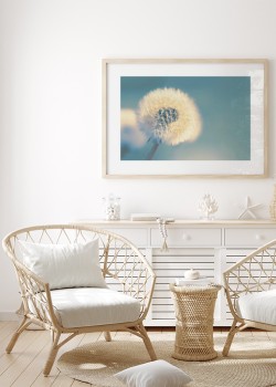 Άσπρη πικραλίδα