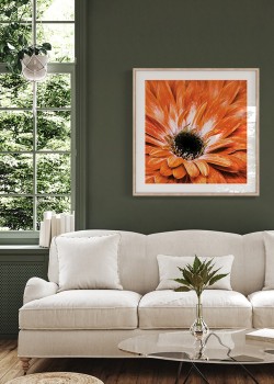 Πορτοκαλί μαργαρίτα