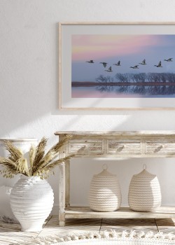 Πάπιες στη λίμνη