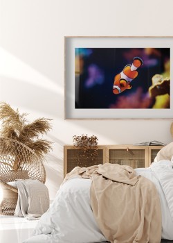 Το ψάρι της ανεμώνης