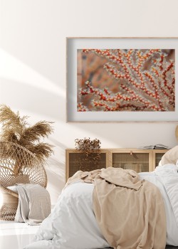 Θαλάσσιο κοράλλι