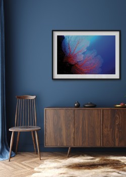 Κόκκινο κοράλλι