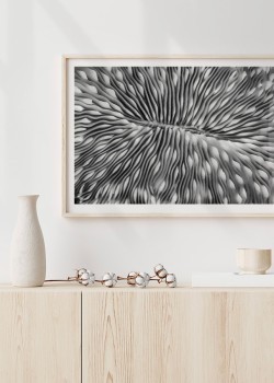 Κοράλλι μανιτάρι