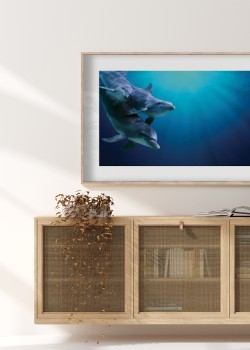 Οικογένεια δελφινιών