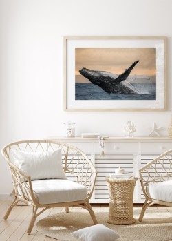 Μεγάπτερη Φάλαινα