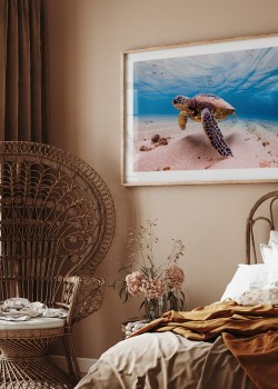 Θαλάσσια χελώνα στο βυθό