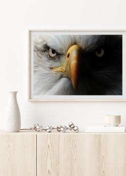 Βλέμμα αετού