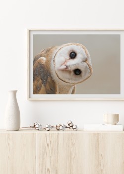 Κουκουβάγια Τυτώ