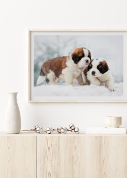 Κουτάβια στο χιόνι