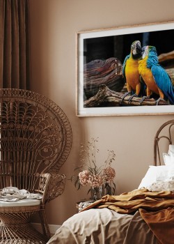 Εξωτικοί παπαγάλοι