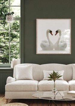 Λευκοί κύκνοι