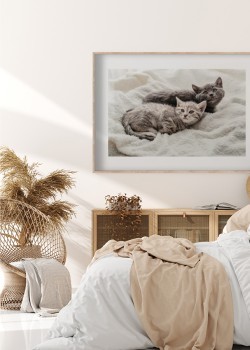 Παιχνιδιάρικα γατάκια