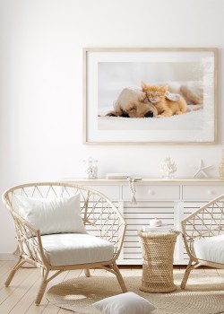 Γατάκι και κουτάβι