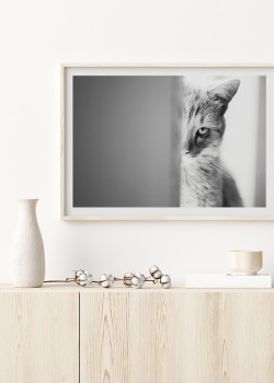 Βλέμμα γάτας