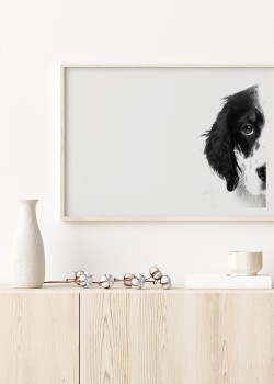 Ασπρόμαυρο σέτερ